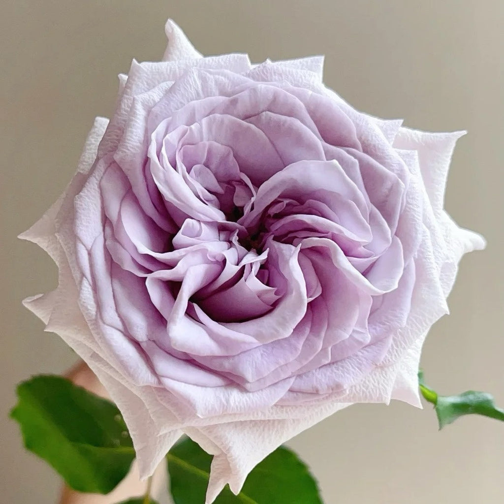 Purple Lychee Rose: Unveil Ash Purple Elegance in Your Garden & Arrangements