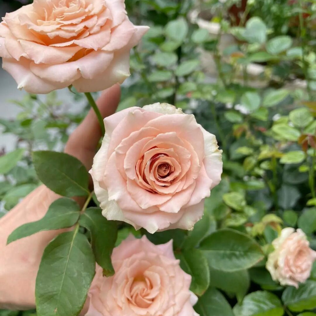 Discovering the Quicksand Rose: The Elegant Dusty-Pink Bloom Loved Around the World