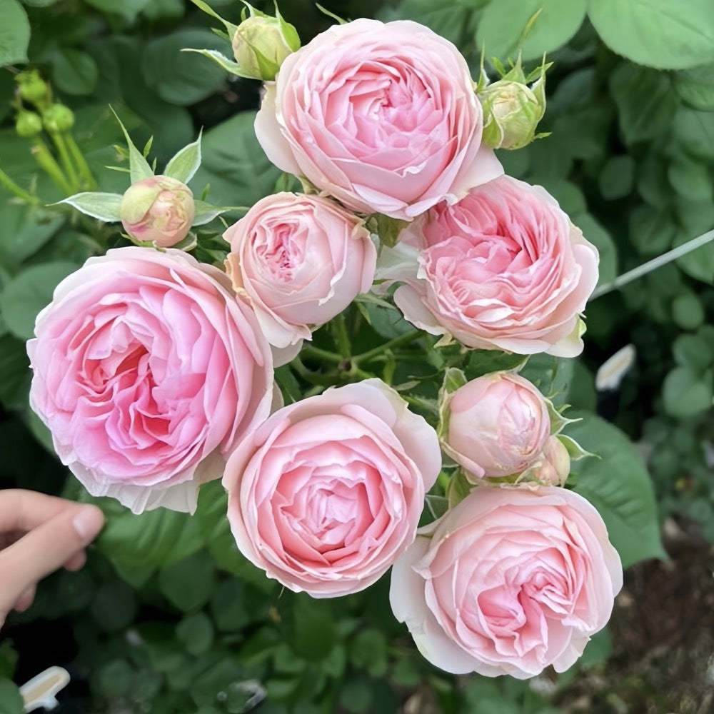 Fance Roses How to Design Your Own Rose Garden: 5 Essential Secrets for a Beautifu ...