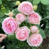 How to Design Your Own Rose Garden: 5 Essential Secrets for a Beautiful Small Rose Garden
