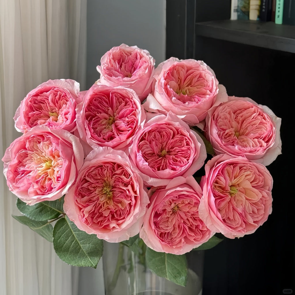 🌸 Remeo Rose – The Pink Juliet 🌸