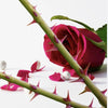 Understanding Rose Thorns: How to Stay Safe While Enjoying Your Garden