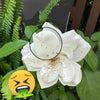 Why Are Thrips So Hard to Get Rid Of? 3 Common Mistakes Rose Gardeners Make