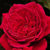 Rouge Royale: A Feast for the Senses