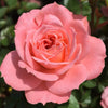 Salmon Terrazza Rose Plant: Bring Balcony Beauty with this Miniature Bloom