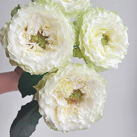 Sea Wave Rose Plant: The Ruffled Beauty for Gardens & Vases