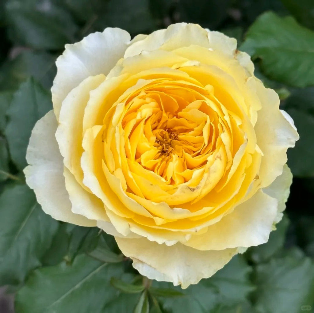 Shining Smile Rose Plant: Brightening Gardens with Resilience & Beauty