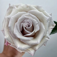Silver Sand Rose Plant: Elevate Your Floral Designs with Unique Grey Hues