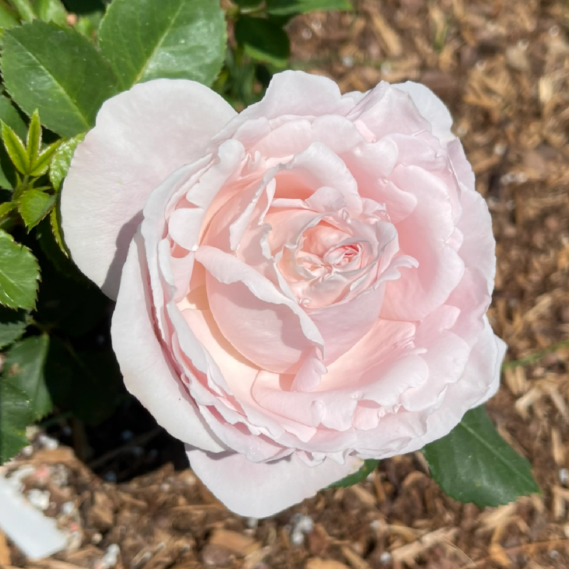 Discovering the Beauty of Sophie Rochas Climbing Rose