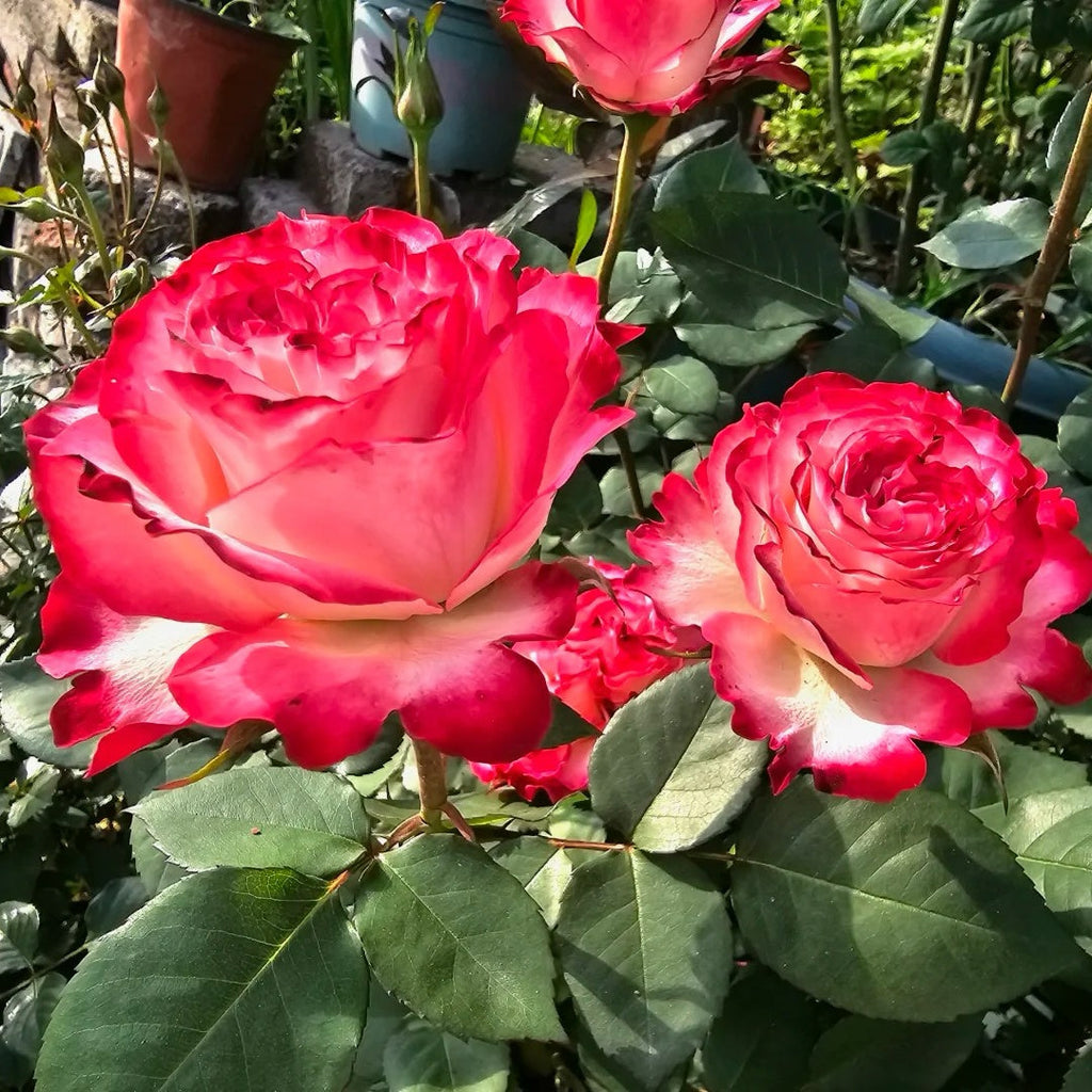 Spanish Dancer Rose: Bring the Ruffled Elegance of France to Your Garden.