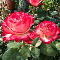 Spanish Dancer Rose: Bring the Ruffled Elegance of France to Your Garden.