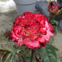 Spanish Dancer – A Flamenco-Inspired Pink Rose for Sale