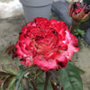 Spanish Dancer – A Flamenco-Inspired Pink Rose for Sale