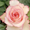 Spark Condor Rose Plant: Elevate Your Garden with Stunning, Resilient Blooms