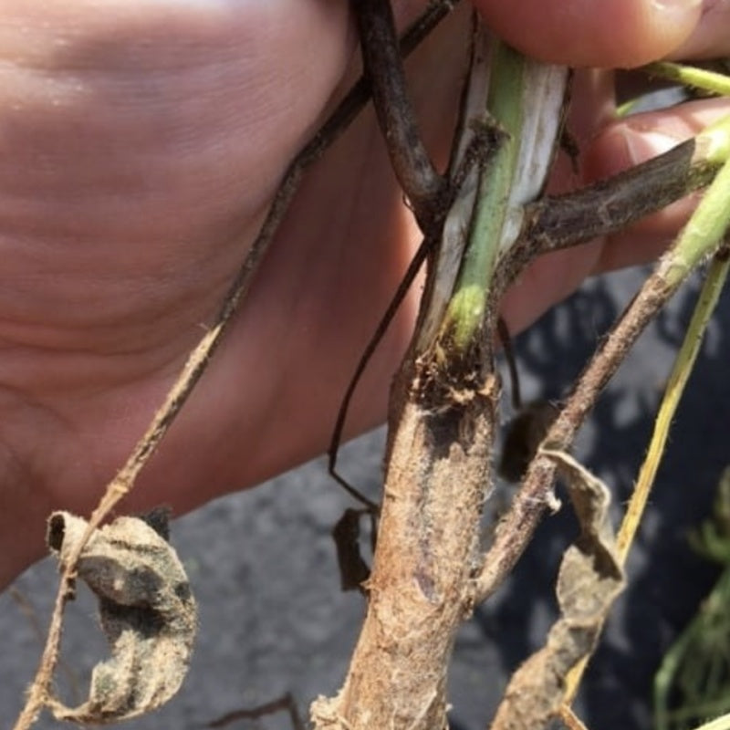 Understanding and Preventing Stem Canker in Roses