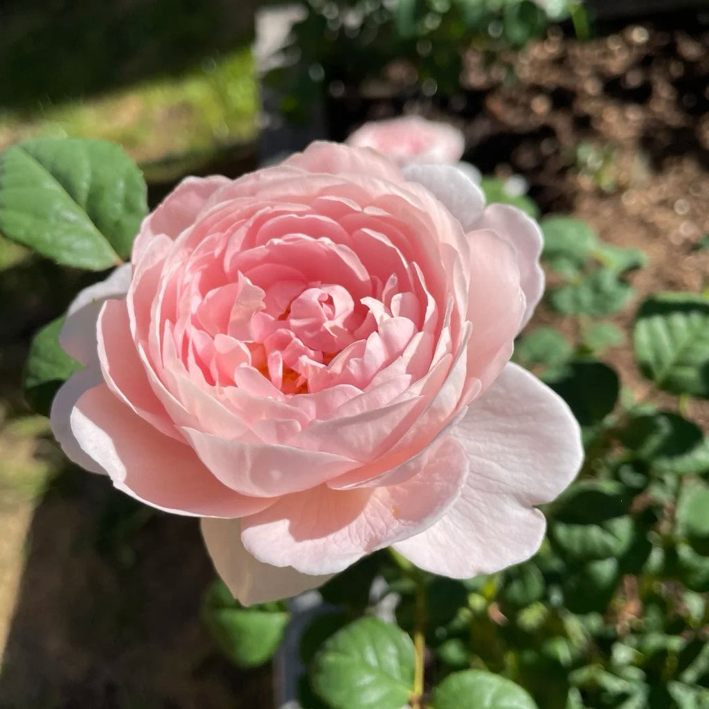 Strawberry Hill Rose for Sale – A Romantic, Honey-Scented Classic from David Austin