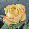 Kordes Summer Sun Rose: Add a Dynamic, Ever-Changing Glow to Your Garden