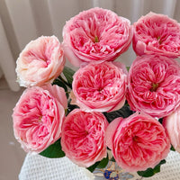 Sweet Juliet Rose Plant (David Austin): Cultivate Distinction in Your Designs