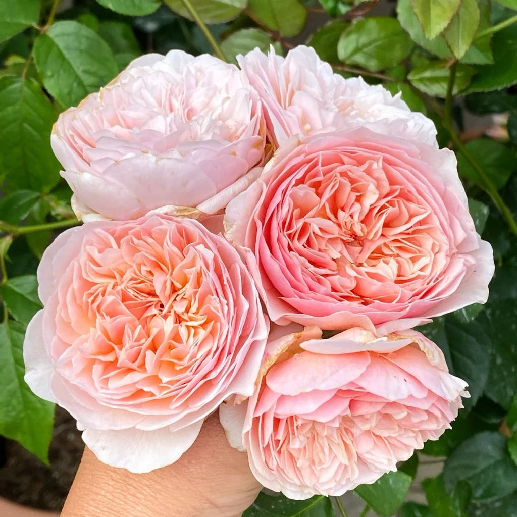 🌹 The Lost Fragrance Gem: Sweet Juliet Rose – A Rare Treasure for True Rose Lovers