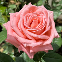 Sweet Mama Rose Plant: The Long-Lasting Beauty Your Garden Needs