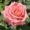 Sweet Mama Rose Plant: The Long-Lasting Beauty Your Garden Needs