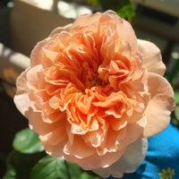 Tea Clipper Rose Plant (David Austin): The Apricot Beauty for Your Garden