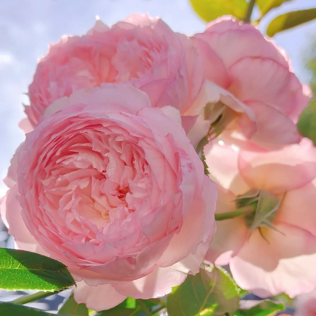 The Mill On The Floss Rose – A Romantic Shrub Rose With Storybook Beauty