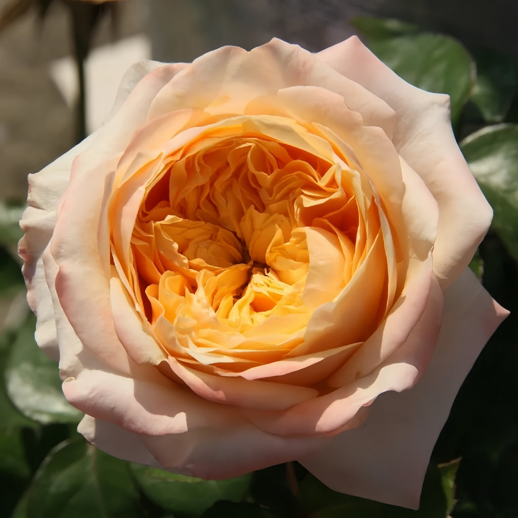 How to Grow and Care for the Victorian Peach Rose