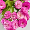 Vineyard Song Rose: The Purple-Red Shrub That Sings in Your Garden