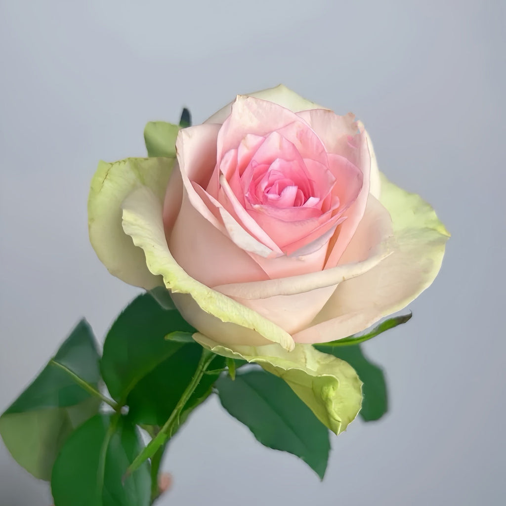 Vitara Rose Plant: Elevate Your Garden with Elegant, Long-Lasting Blooms