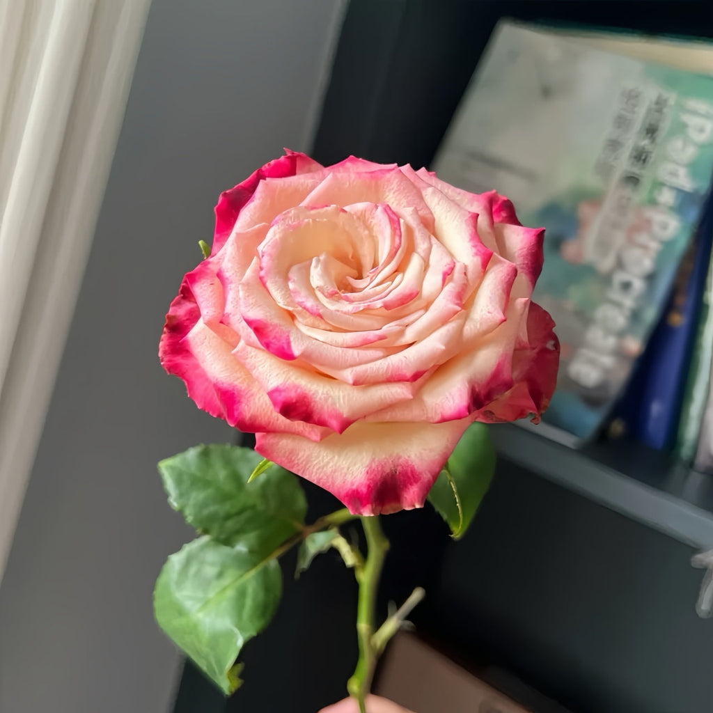 Watercolor Pen Rose Plant: The Multicolored Marvel for Professional Florists & Gardens