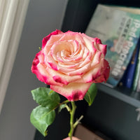 Watercolor Pen Rose Plant: The Multicolored Marvel for Professional Florists & Gardens