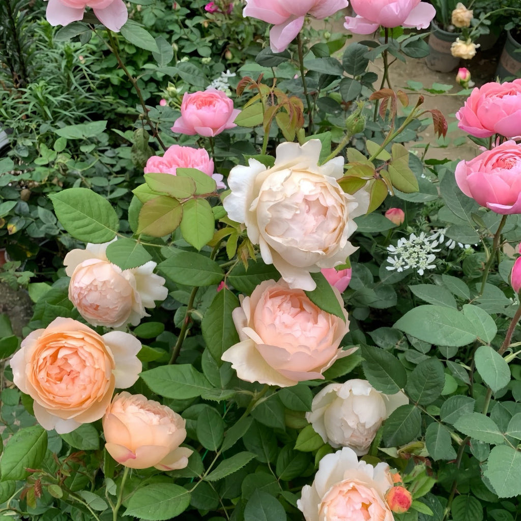 Wollerton Old Hall Rose – The Most Fragrant English Rose for Your Garden