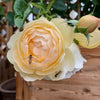 Wollerton Old Hall Rose – The Blooming King of the Garden Arches