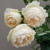 Wollerton Old Hall Rose Maintenance Guide: How to Help It Thrive