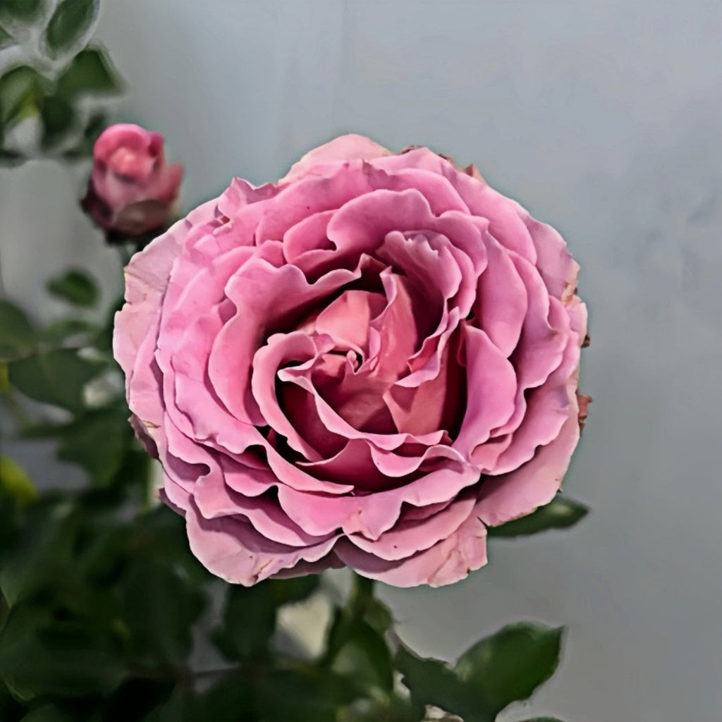 Xiyao Rose Plant | 汐瑶: The Dreamy New Rose for Your Garden?