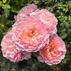 5 Stunning China Rose Worth Adding to Your Garden