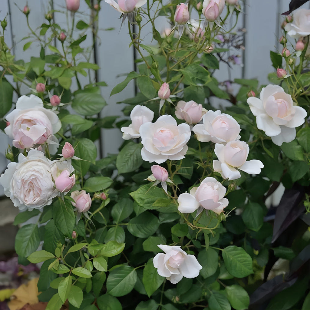 A Detailed Analysis of the Pros and Cons of the Madame Figaro Rose