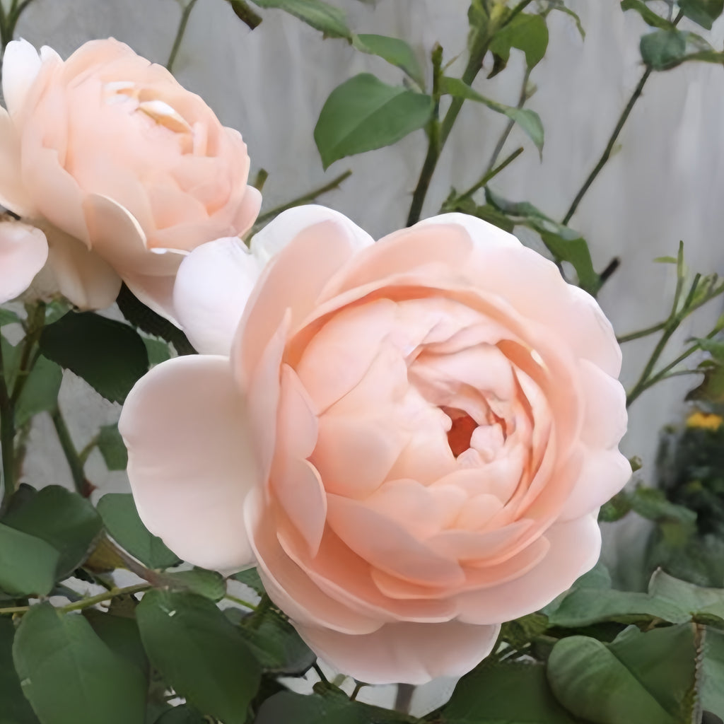 Pros and Cons of the Ambridge Rose