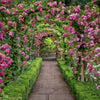 Mastering the Art of Pruning Climbing Roses