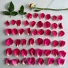 How Many Petals Does a Rose Have? A Detailed Guide