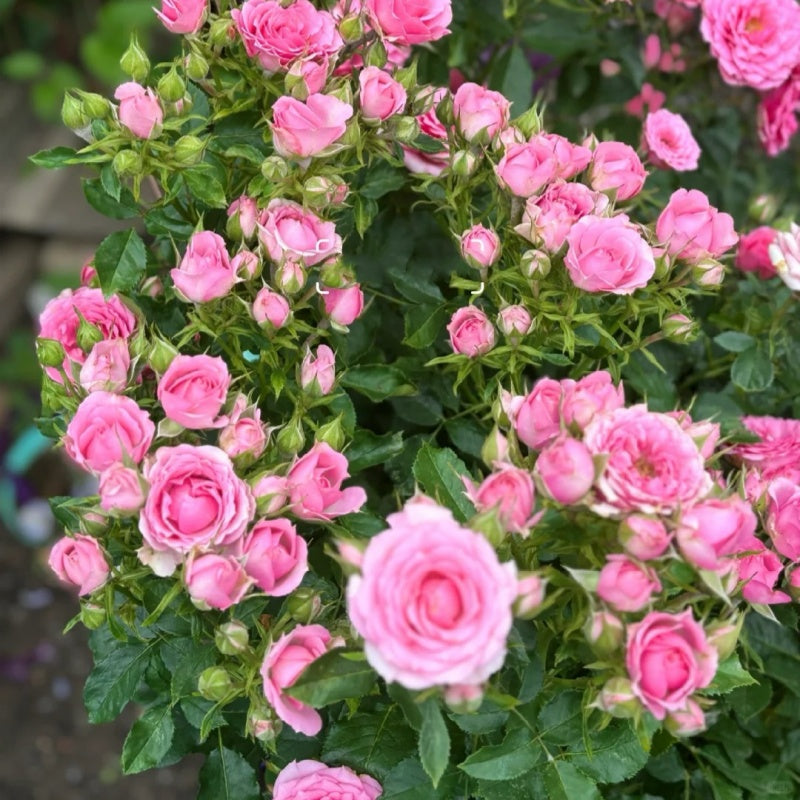 Mini Rose Plant: A Petite Wonder for Your Garden