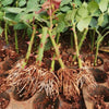 What is Own Root Rose plants Propagation ?