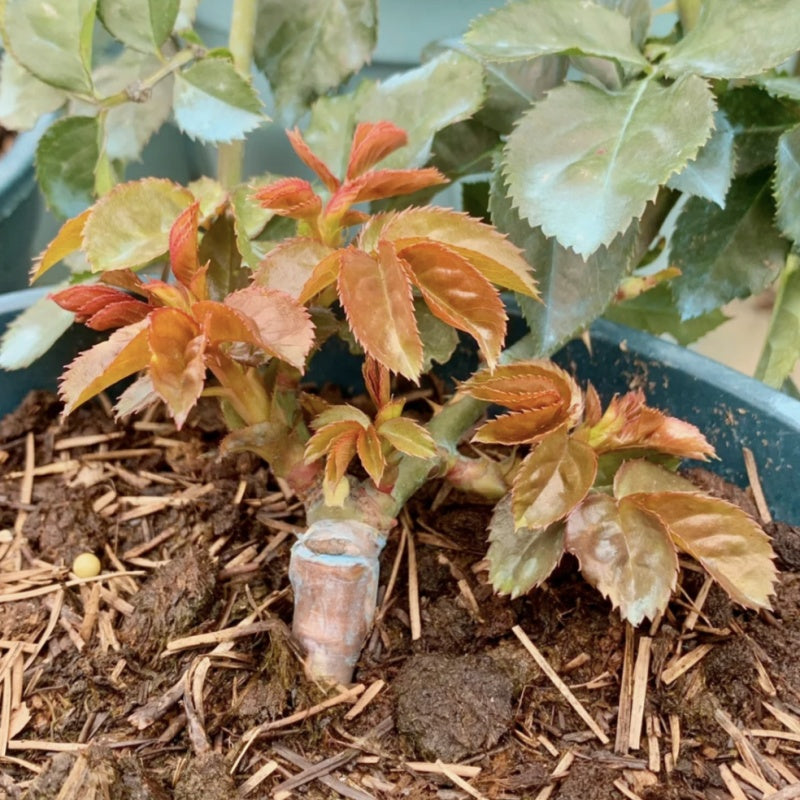 Choosing the Right Rose Rootstocks for Central Florida – Rose_Explosion