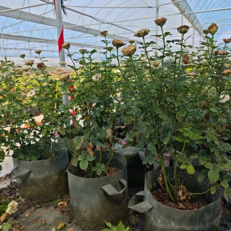 The Rose Breeding Process of Colin Dickson at Dickson Nurseries