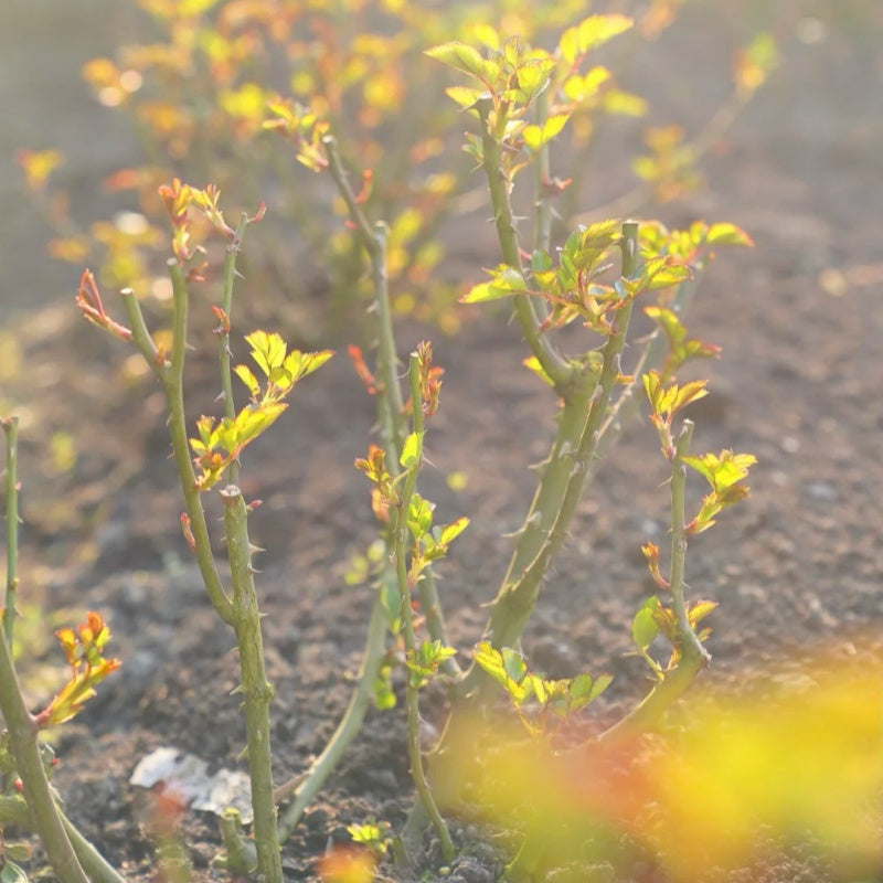 6 Essential Tips for Reviving Roses in Early Spring