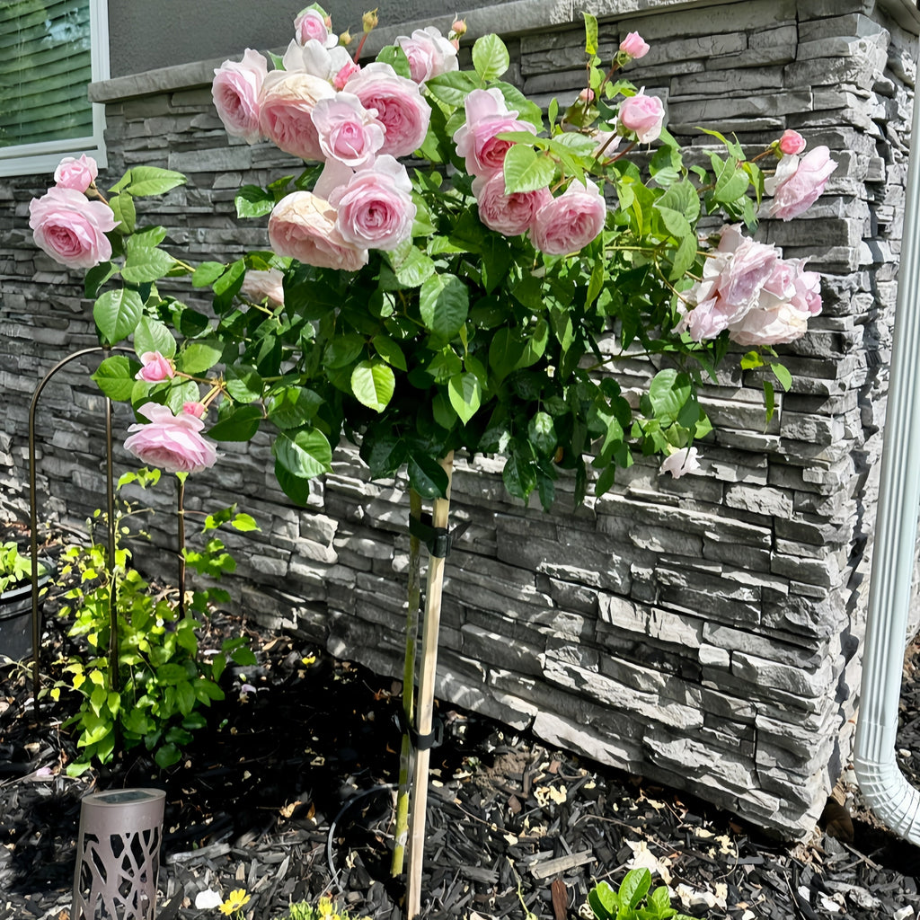 Three Trees You Can Use for Grafting Roses – Rose_Explosion