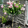 Three Trees You Can Use for Grafting Roses