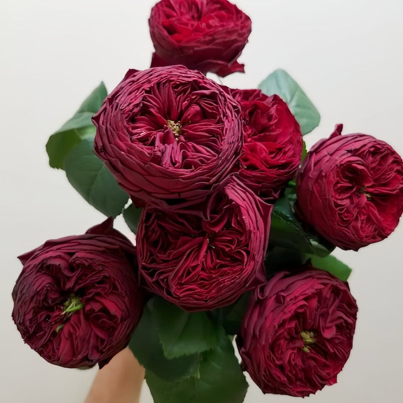 Asian Roses