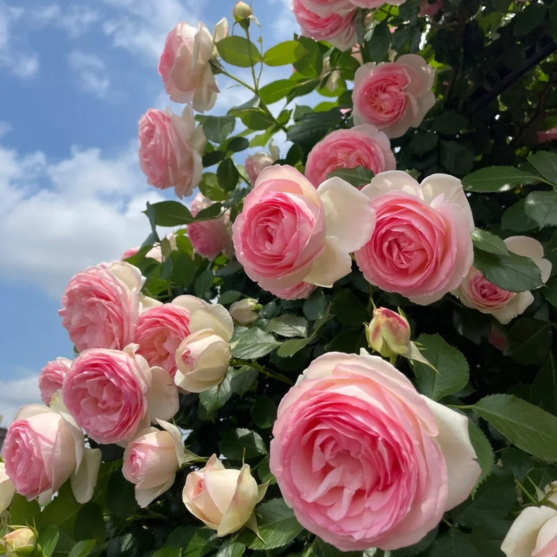 Climbing Roses